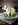 blumenkohlschaf